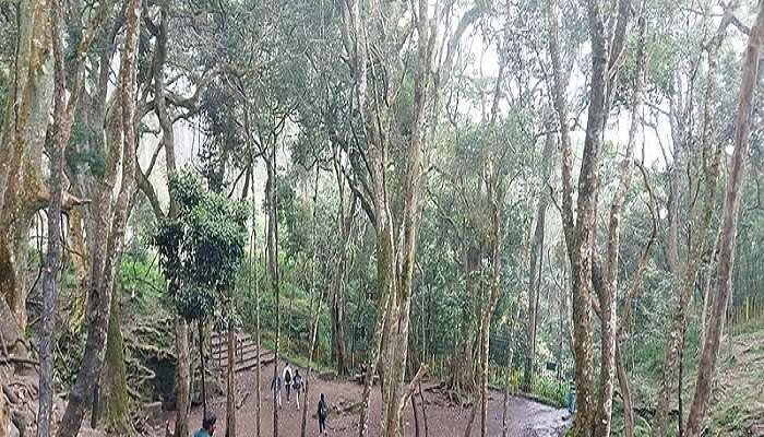 Narrow openings of Kodaikanal Guna Caves