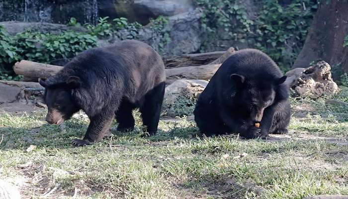 Himalayan Black Bear exploring its environment at G.B. Pant High Altitude Zoo