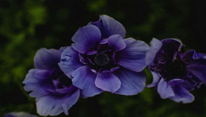 Purple blooming flowers to explore near the hotels in Kaladhungi. 