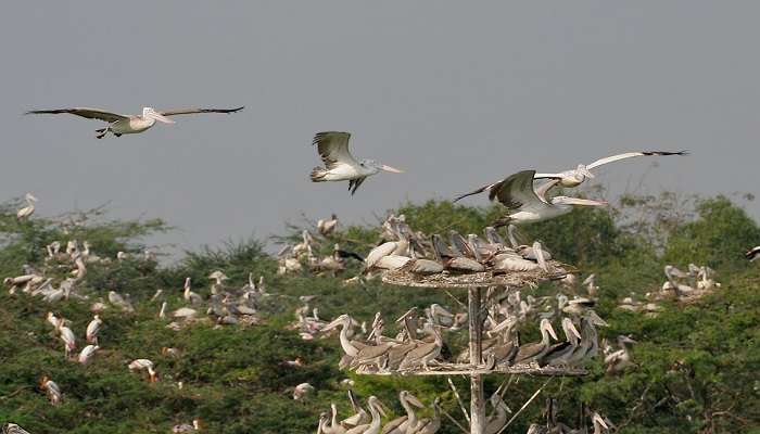 Spot-billed Pelican at Uppalapadu bird sanctuary. 