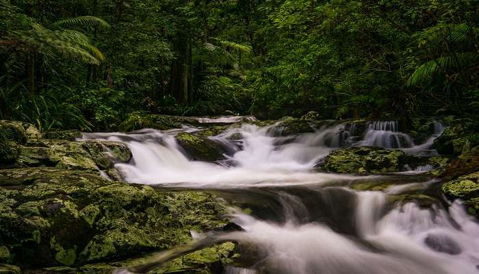 Shot taken in Nightcap National Park, northwest of Lismore in northern New South Wales. 