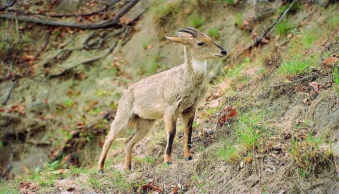 A male goral at Rajaji National Park