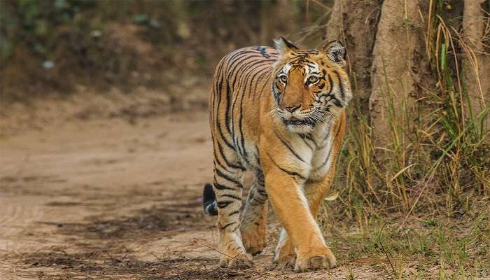 Tiger seen in Jim Corbett National Park to visit near the hotel in kaladhungi. 