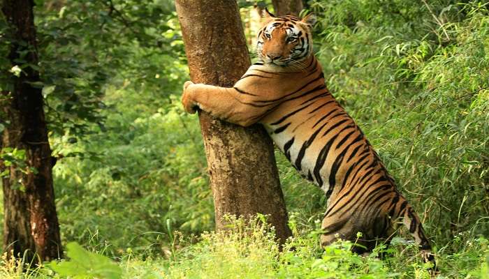 Tiger grabbing the tree at Kanha National Park 