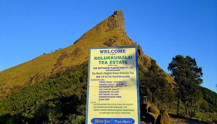 Kolukkumalai Tea Estate in Munnar