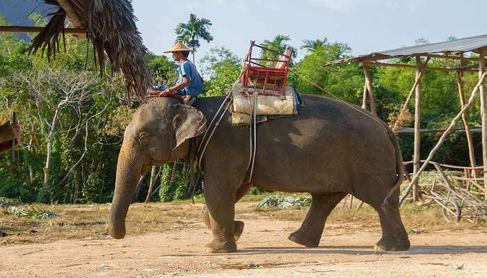 Krabi Elephant Sanctuary