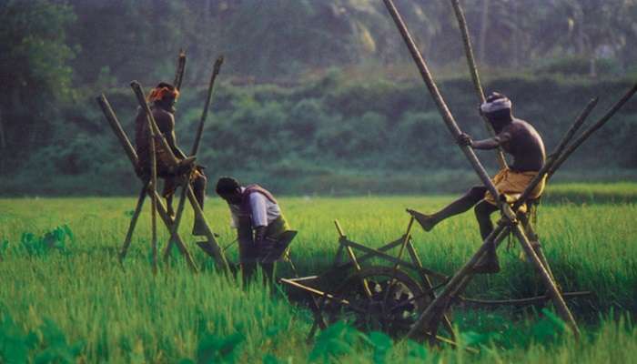 Visit the Kuttanad paddy fields— an enthralling experience. Book your houseboat cruise now! 