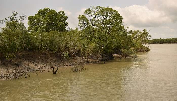 La parc national de Sundarbans