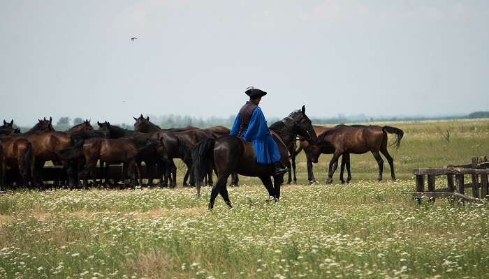 Les plaines de Hortobagy: La maison des cow-boys hongrois