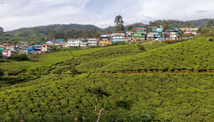 Makaibari Tea Estate, one of the best luxury tea estate hotels in Darjeeling. 