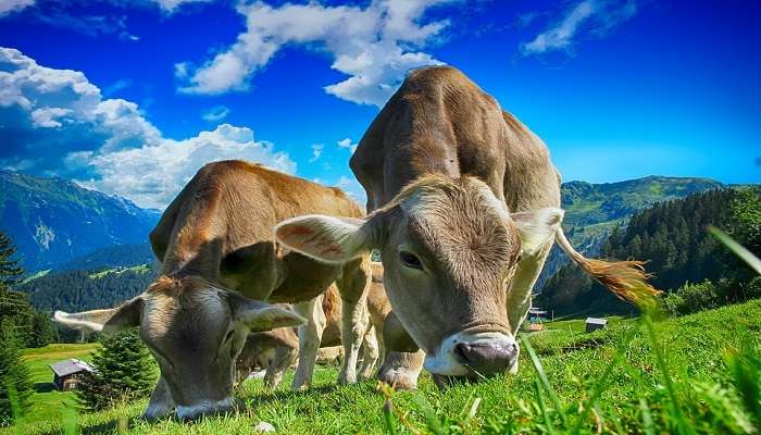 Mattupetty Dairy Farm to explore.