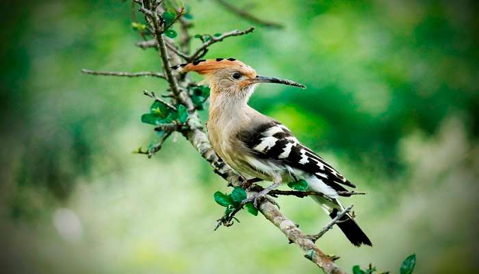 Hoopoe at Rajaji National Park