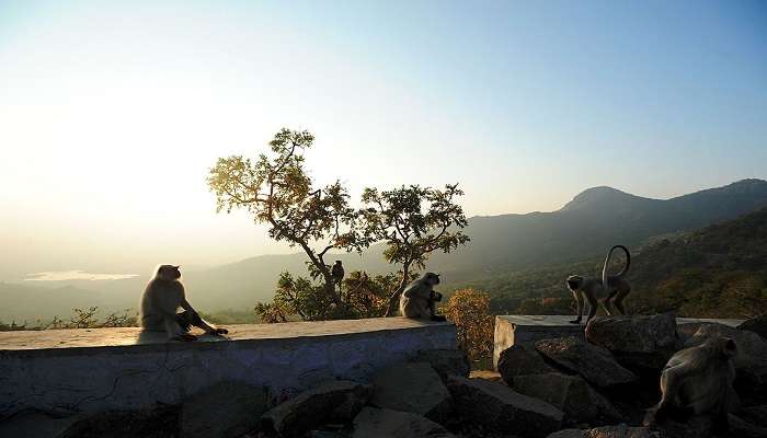 A wide variety of flora and fauna in Mount Abu Wildlife Sanctuary, Arbuda Devi Temple