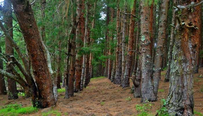 A Man standing in the Pine Forest