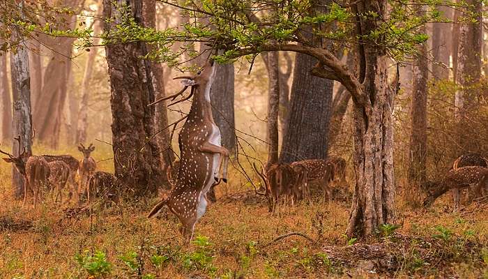 Nagarhole National Park to explore.