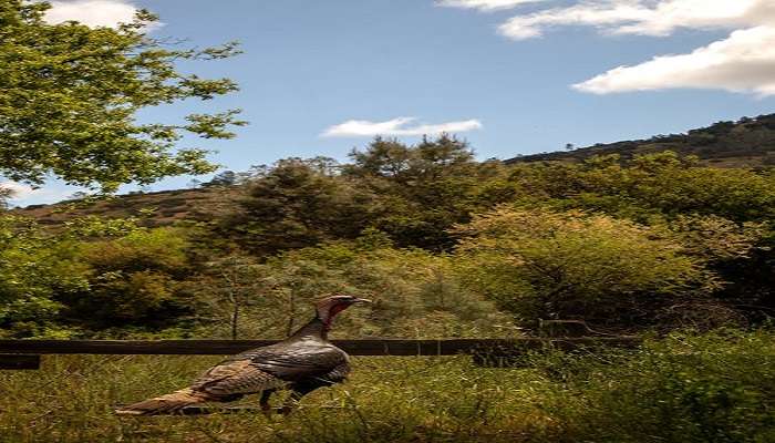 Nalsarovar Bird Sanctuary.