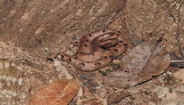 Netravali Wildlife Sanctuary