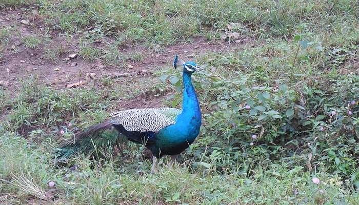 Peacock enjoying the peaceful setting