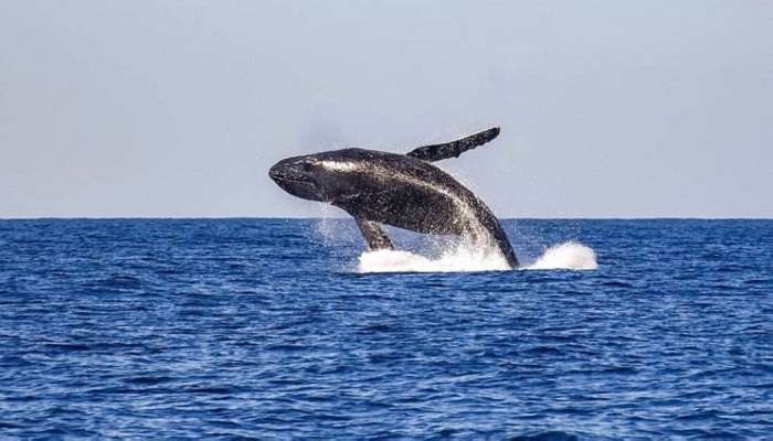 Observation des baleines