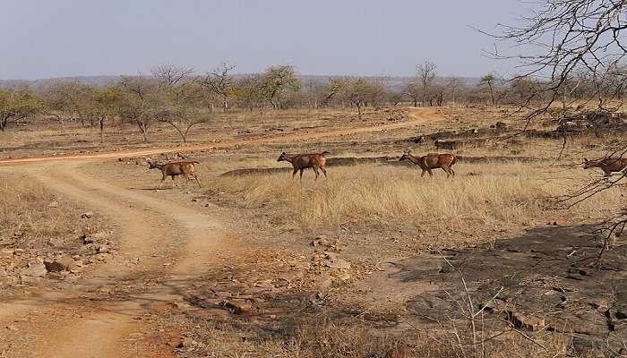 Deers in Panna National Park near the Kandariya Mahadeva Temple 