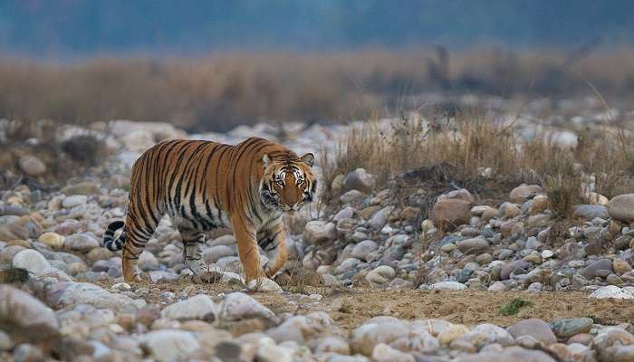 Explorez la Parc national Jim Corbett