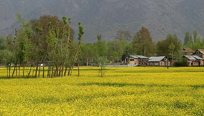 Lush greenery around in Spring.