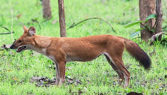 Wild dogs to explore.