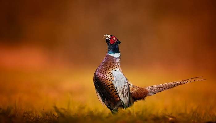 Plumage widespread as Colorful Monal Pheasants spread out at G.B. Pant High Altitude Zoo