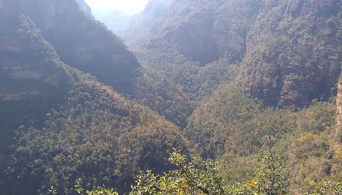 Forest of Pachmarhi near Reechgarh 