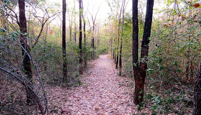 Trail for morning walk in the forest near Vattakanal Falls