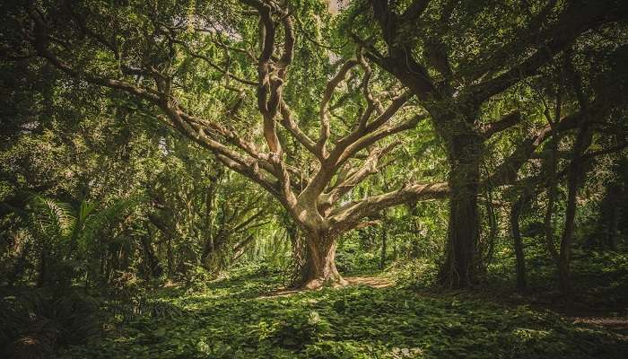 Polo Forest a best places to visit Near Ahmedabad 