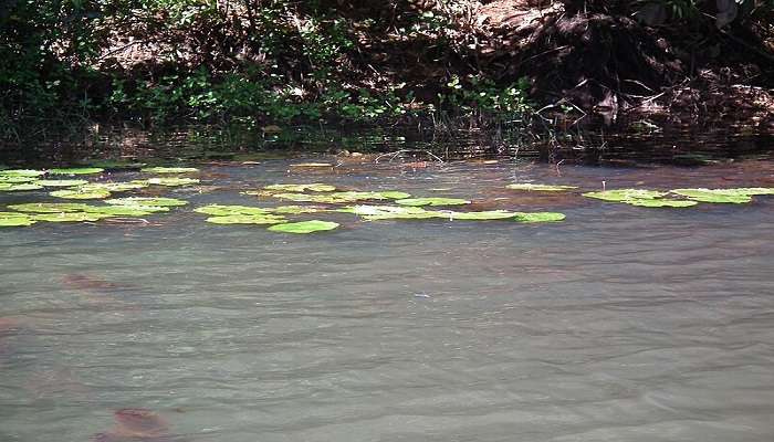 A big floating leaves in Pookode Lake