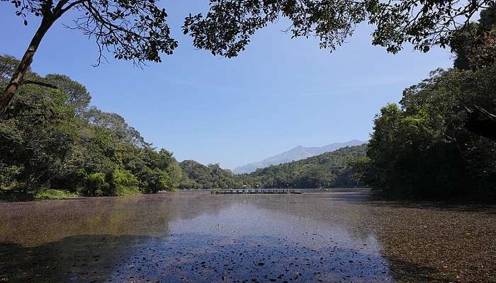 Beautiful view of Pookode lake near Varambetta Mosque