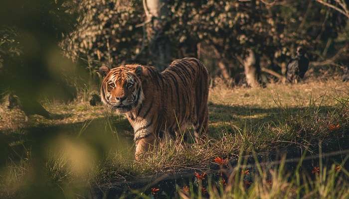 Tiger taking a stroll at Ranthambore National Park