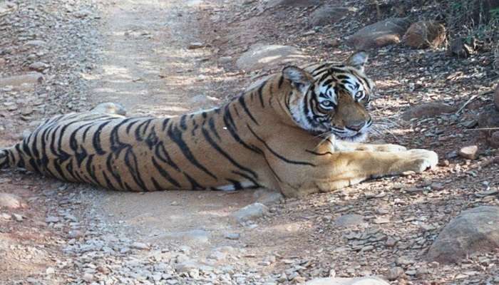 Bengal tiger at Ranthambore National Park