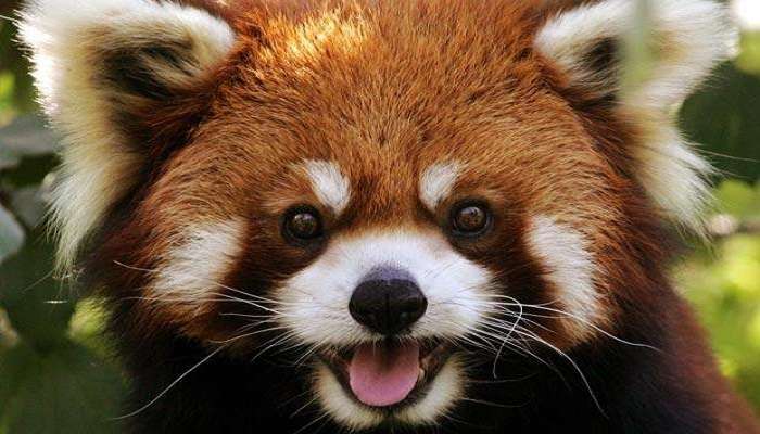 Red Panda climbing a tree at G.B. Pant High Altitude Zoo