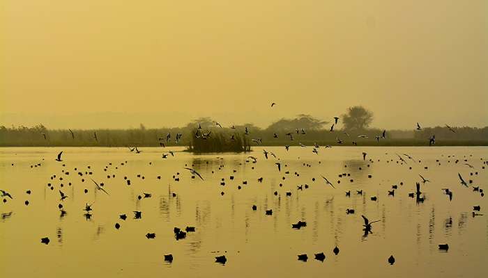 Réserve ornithologique d’Okhla, Noida