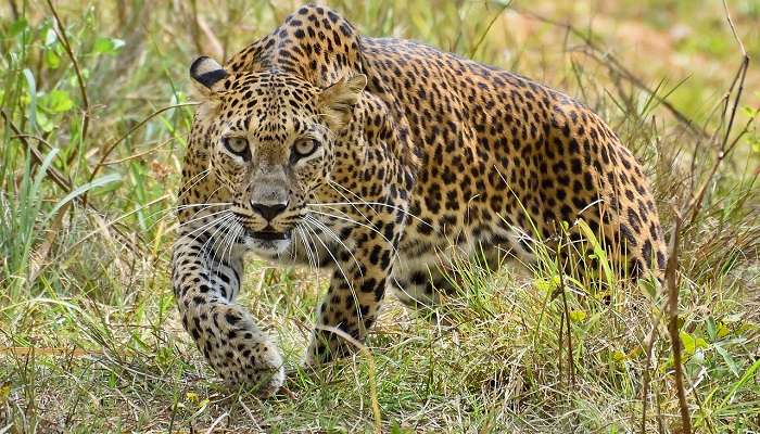 Safari de la faune dans la  parc national de wasgamua