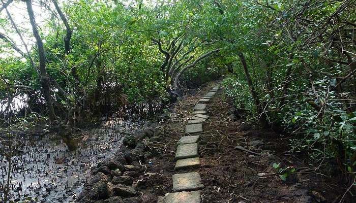 Dense mangrove of Salim Ali Bird Sanctuary near the Dona Paula Viewpoint.