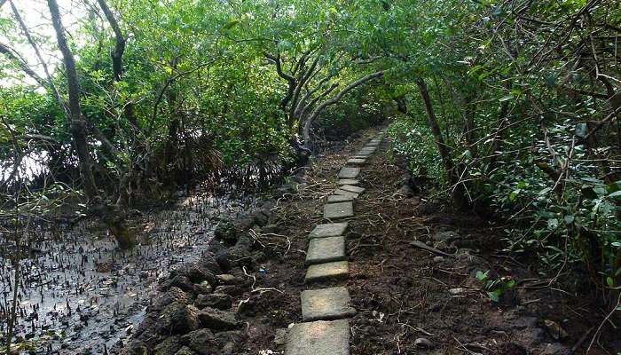 Salim Ali Bird Sanctuary near the pequeno island.