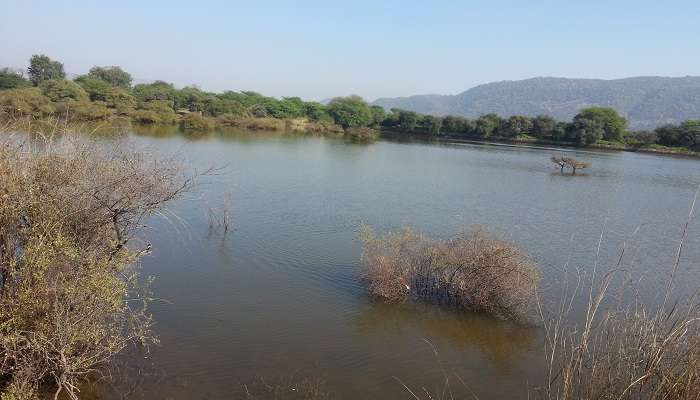 La vue de Lac dans la Sariska Tiger Reserve