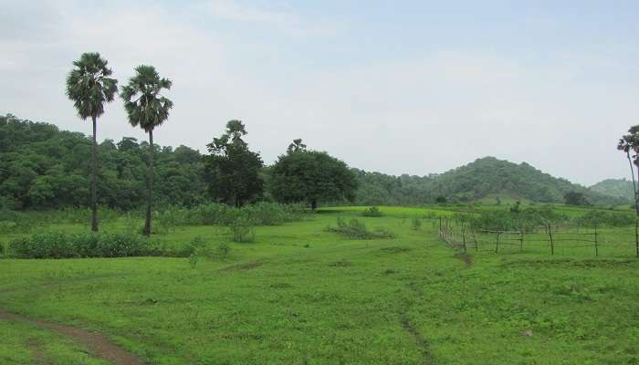 This is the picturesque view of Shoolpaneshwar Wildlife Sanctuary with lush green vegetation. 