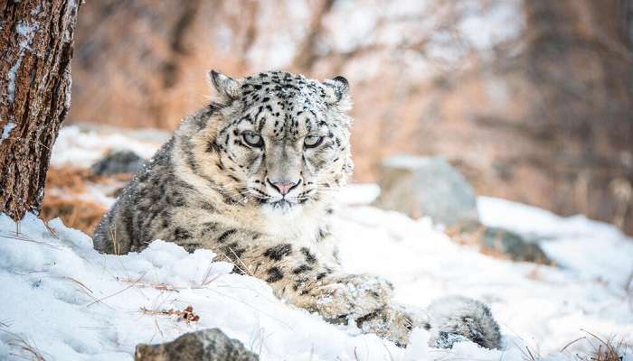 Snow Leopard prowling in its habitat at G.B. Pant High Altitude Zoo