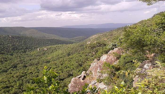 Sri Venkateswara National Park is home to a rich variety of plants and animals