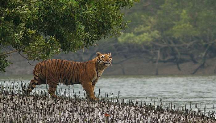 Sundarbans National Park