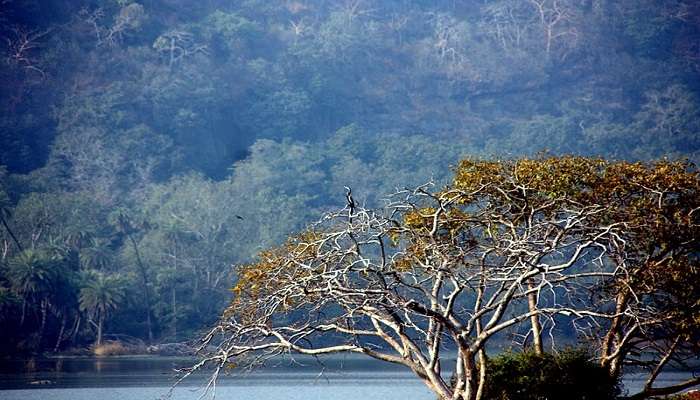 Birds at Surwal Lake near the Wild Dragon Adventure Park Ranthambore.