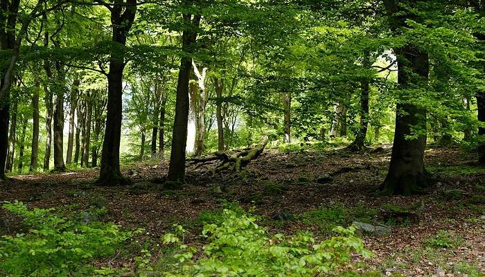 Nature Park near the Opel Zoo