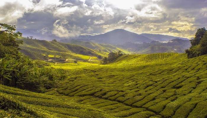 Tea Estates a top place to visit in Munnar in 1 day.