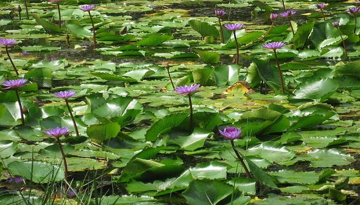 view of flowers of Pookode Lake