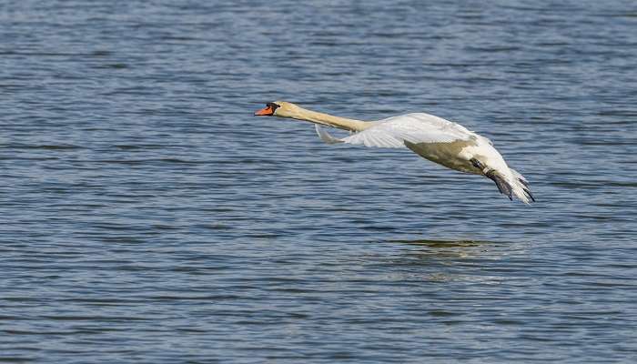 Thol Bird Sanctuary Near Ahmedabad